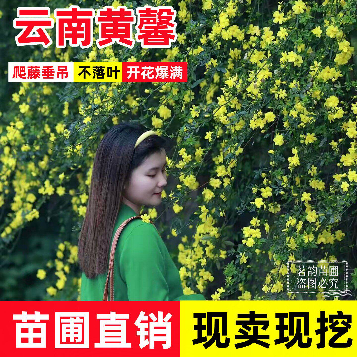 爬藤植物云南黄馨盆栽长春花苗迎春花苗常青开花护坡花卉攀爬垂吊