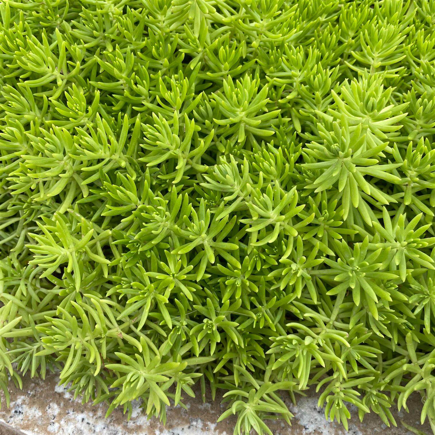 黄金佛甲草苗屋顶绿化金叶佛甲草过路黄常青盆栽植物中华景天