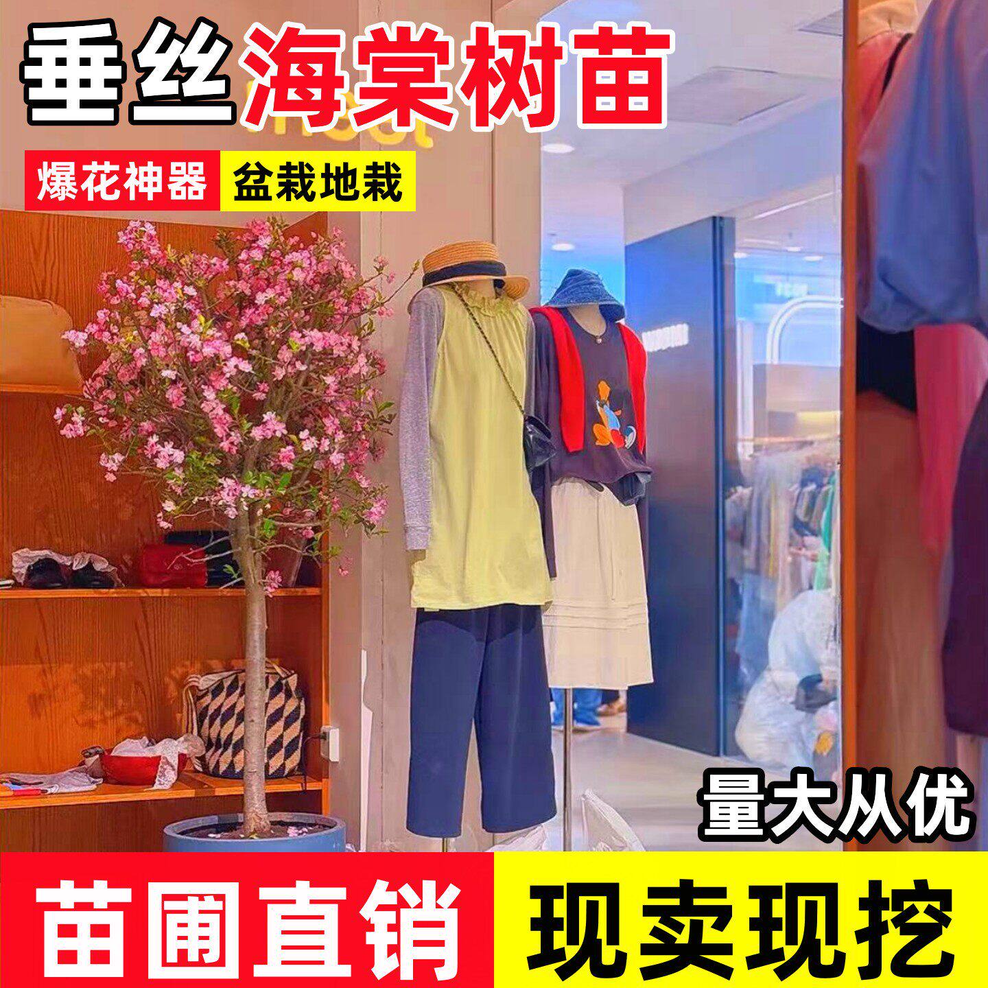 垂丝海棠树苗耐寒植物庭院地栽四季开花西府海棠室内盆栽水培海棠