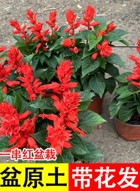 一串红花苗盆栽地栽室内外庭院花卉绿化工程草花苗带花发货串串红