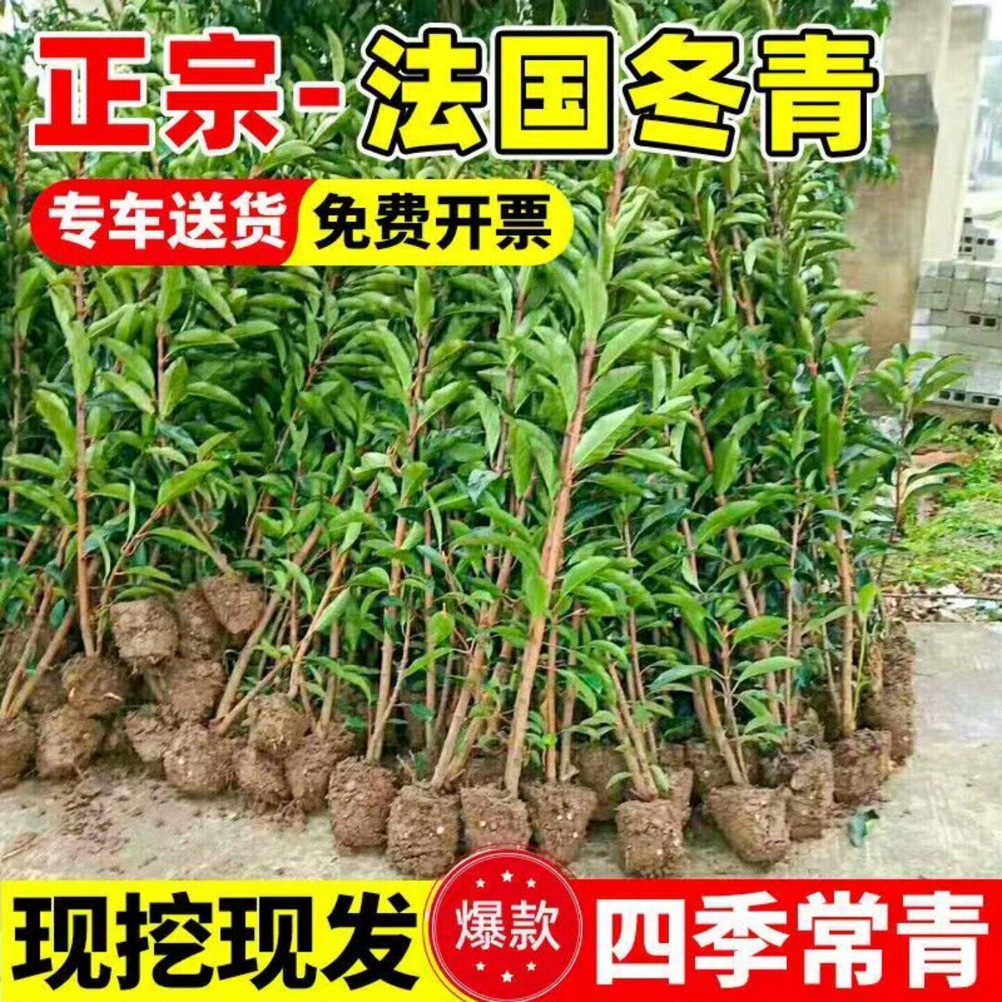 法国冬青树苗篱笆苗四季常青庭院绿化苗木大叶冬青苗珊瑚树围墙苗