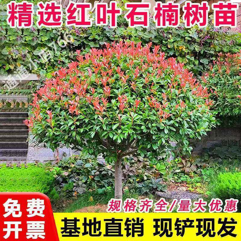 红叶石楠球树苗高杆大树球形小苗庭院园林绿化苗工程室外常青植物 - 实物图
