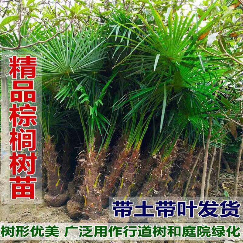 棕榈树苗棕树苗棕榈苗扇子树苗四季常青绿化苗木庭院植物盆栽地栽