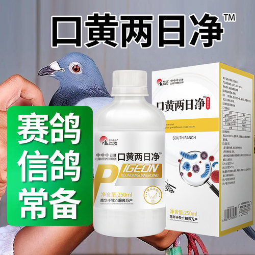 口黄两日净信鸽赛鸽用家用鸽子鸟类养殖专用鸽子用品植物饲料原料