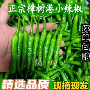 樟树农家新鲜辣椒10斤小青辣椒现摘下饭湘菜湖南特产薄皮产地直发