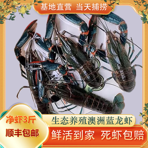 鲜活捕捞蓝龙虾超大3斤顺丰包邮