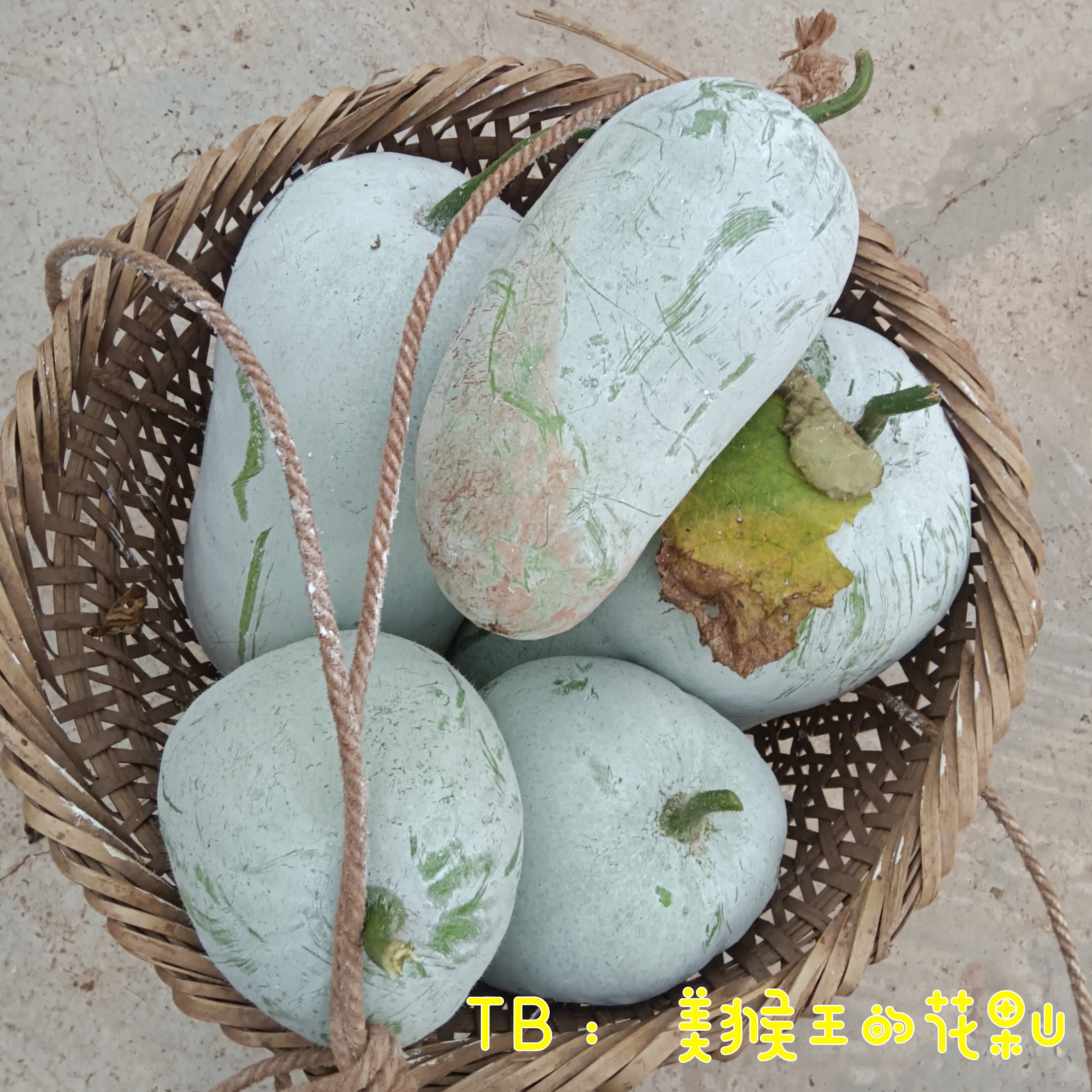 老品种白霜冬瓜现摘新鲜
