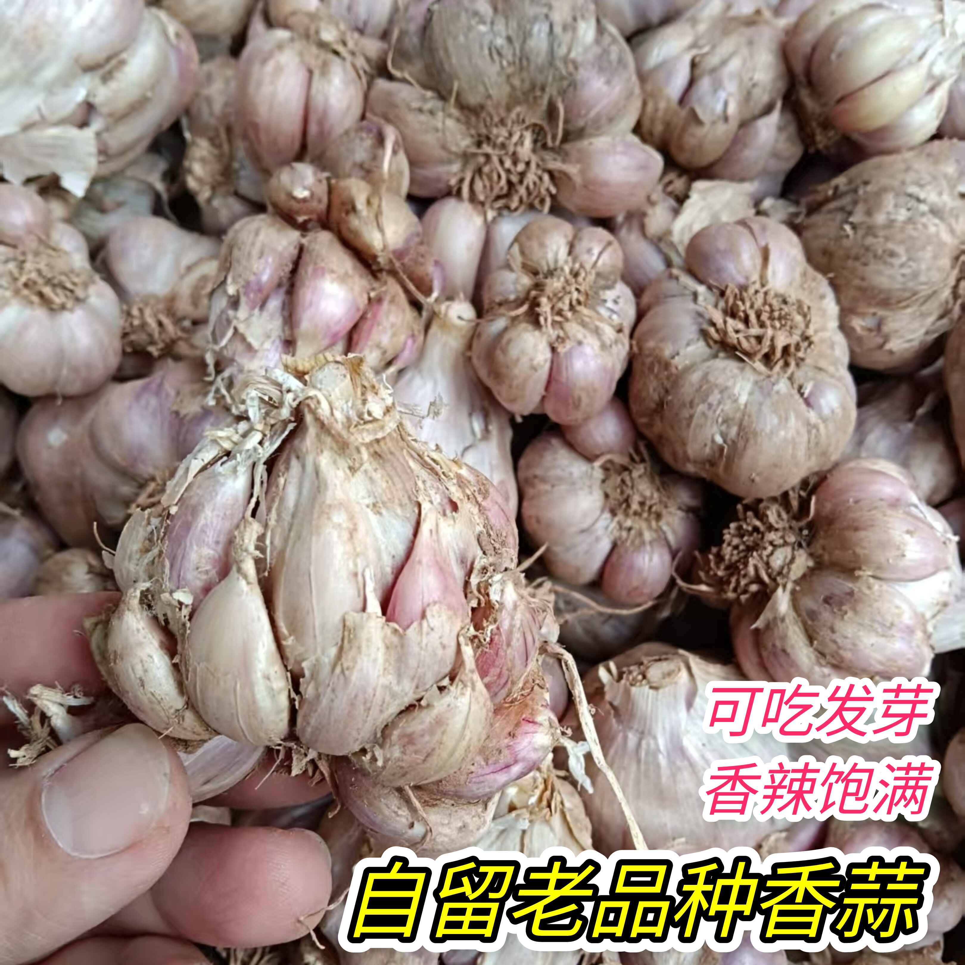 农家老品种大蒜头本地土香蒜个瓣小味道辣自然种植可发芽做种子