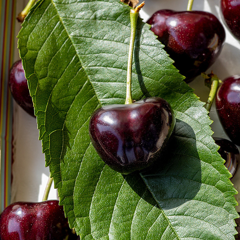 俄罗斯八号 含香 大樱桃 现摘黑珍珠车厘子3-6j脆甜爆汁 顺丰空运