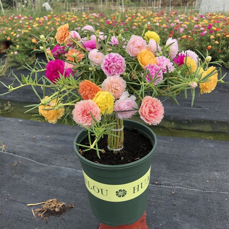 重瓣太阳花枝条带根苗宿根混色植物绿植盆栽四季开花带花苞发货