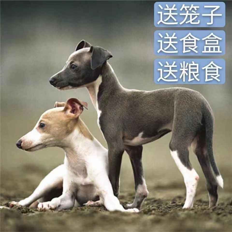 格力犬幼犬灵缇犬活体纯种猎兔犬灵缇犬猎兔犬细狗犬成年惠比特犬