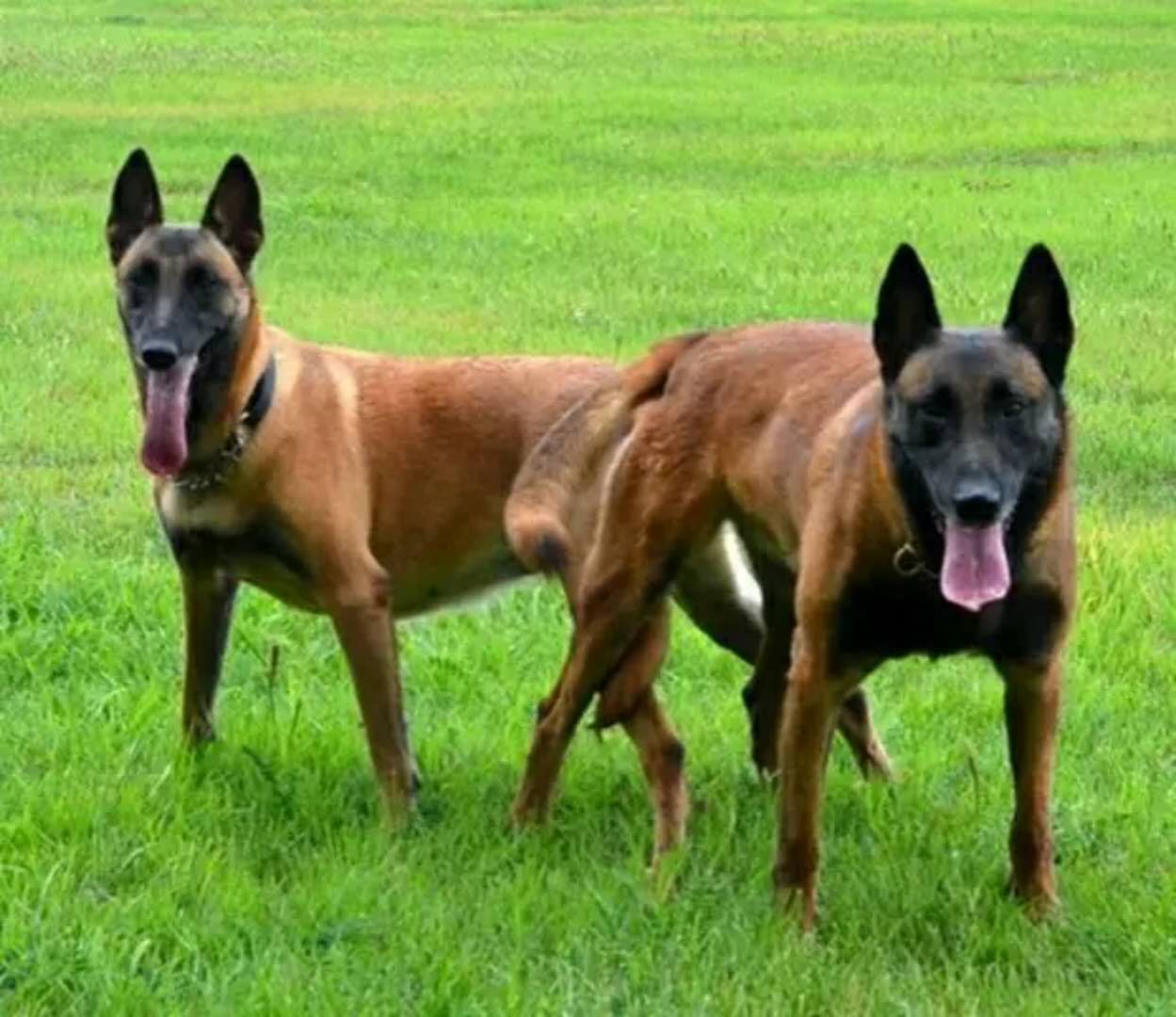 马犬幼犬纯种活体看家护院犬警犬比利时护卫犬宠物狗2--3月红马犬
