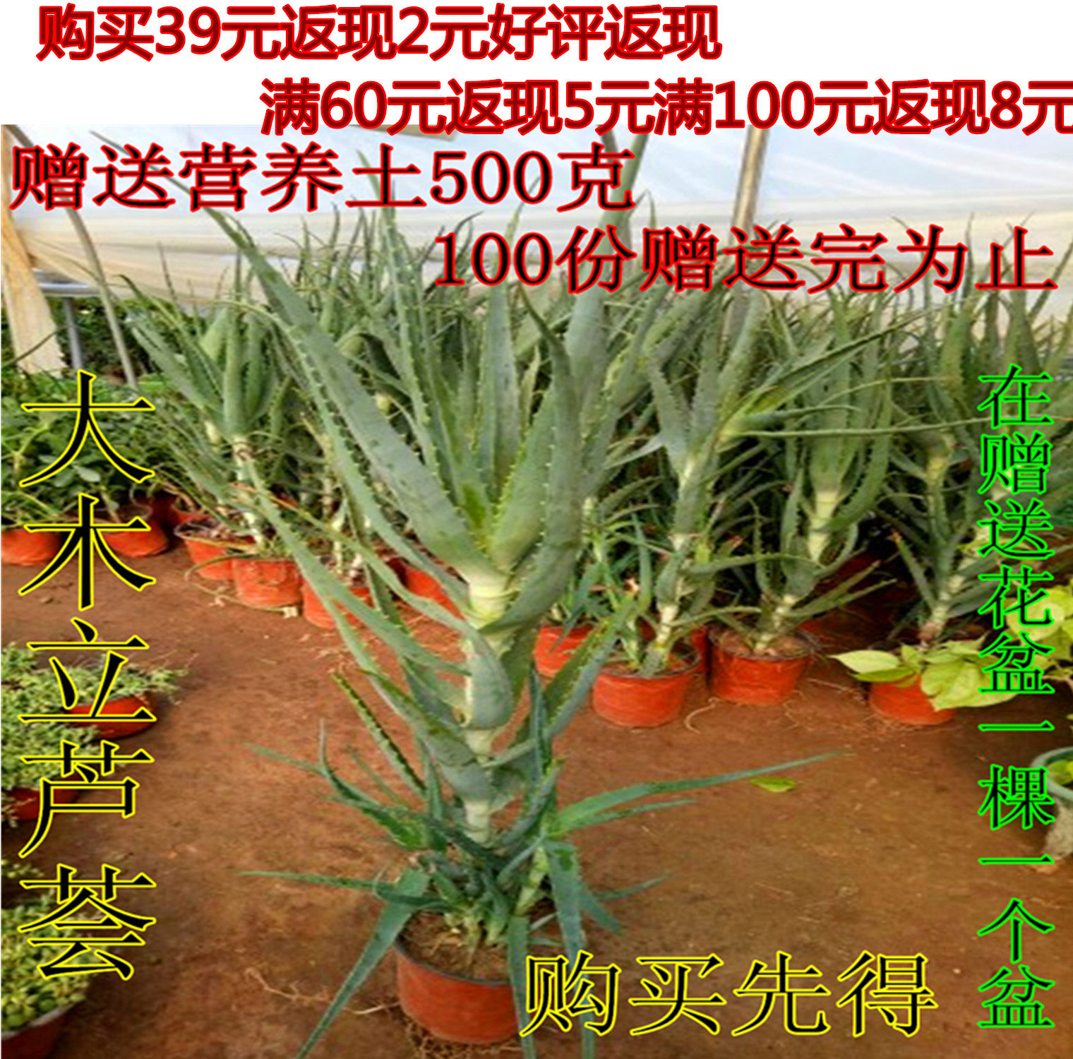 龙爪芦荟室外 室内植物盆栽木立芦荟库拉索芦荟