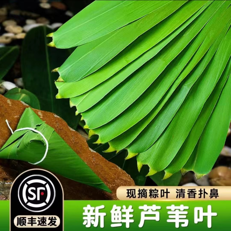 顺丰洪湖现摘粽叶新鲜芦苇叶4-6厘米芦苇叶粽子叶野生粽叶包粽子