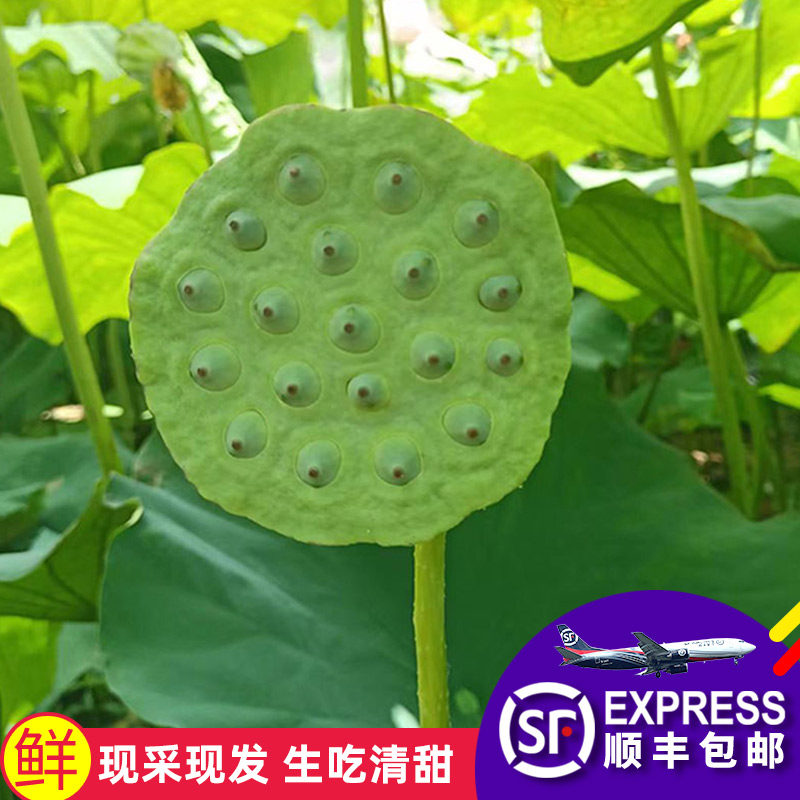 顺丰湖北新鲜莲蓬即食现摘生吃鲜莲子莲蓬孕妇水果太空嫩莲米