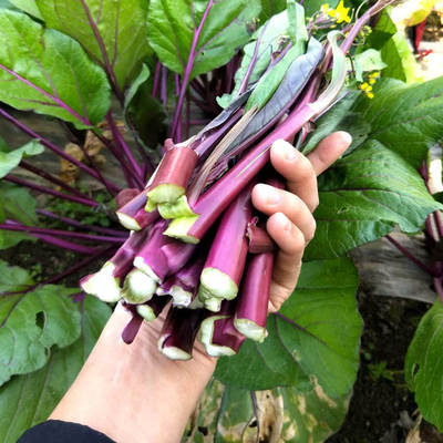 顺丰湖北红菜苔新鲜菜苔武汉紫菜苔油菜苔菜薹青菜蔬菜包邮