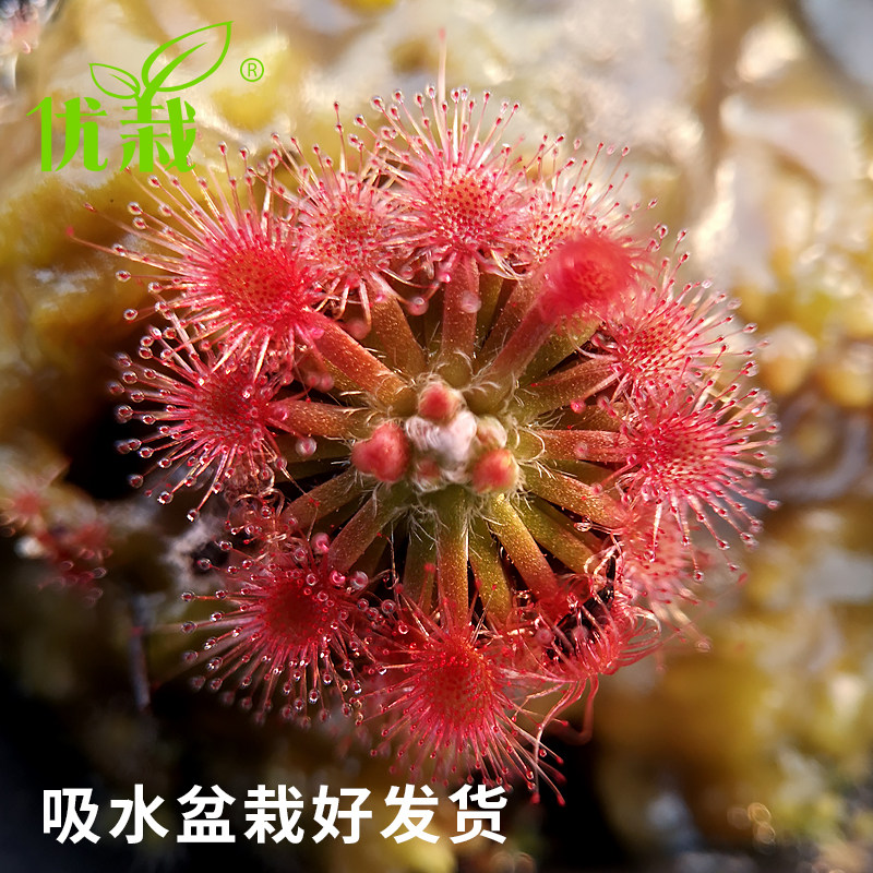 茅膏菜食人花月亮湖食蚊花曼妮绒毛珊瑚捕虫草优栽迷你食虫植物 优栽旗舰店