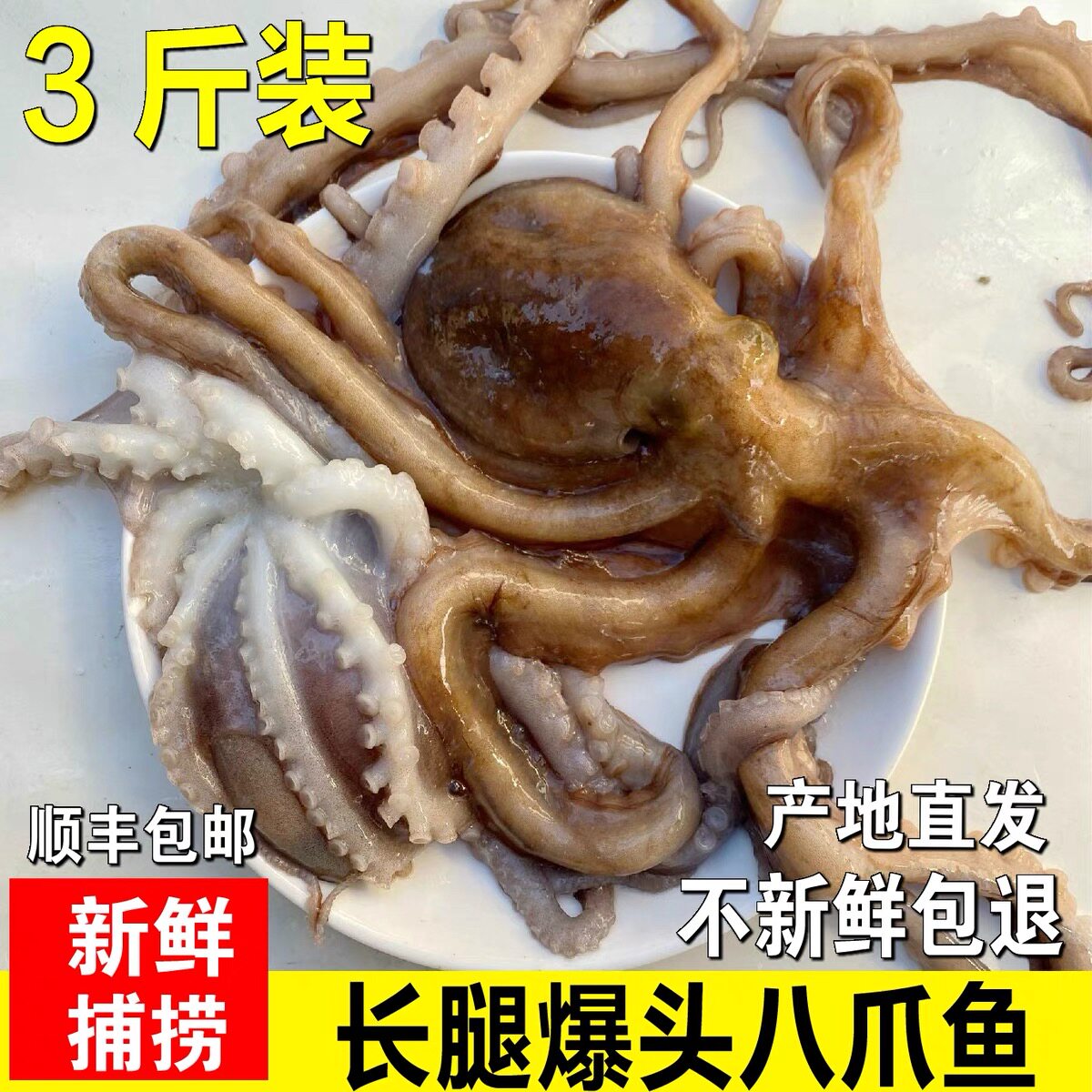 江苏连云港自家渔船捕捞野生八爪鱼章鱼长腿八爪鱼望潮鲜活速冻