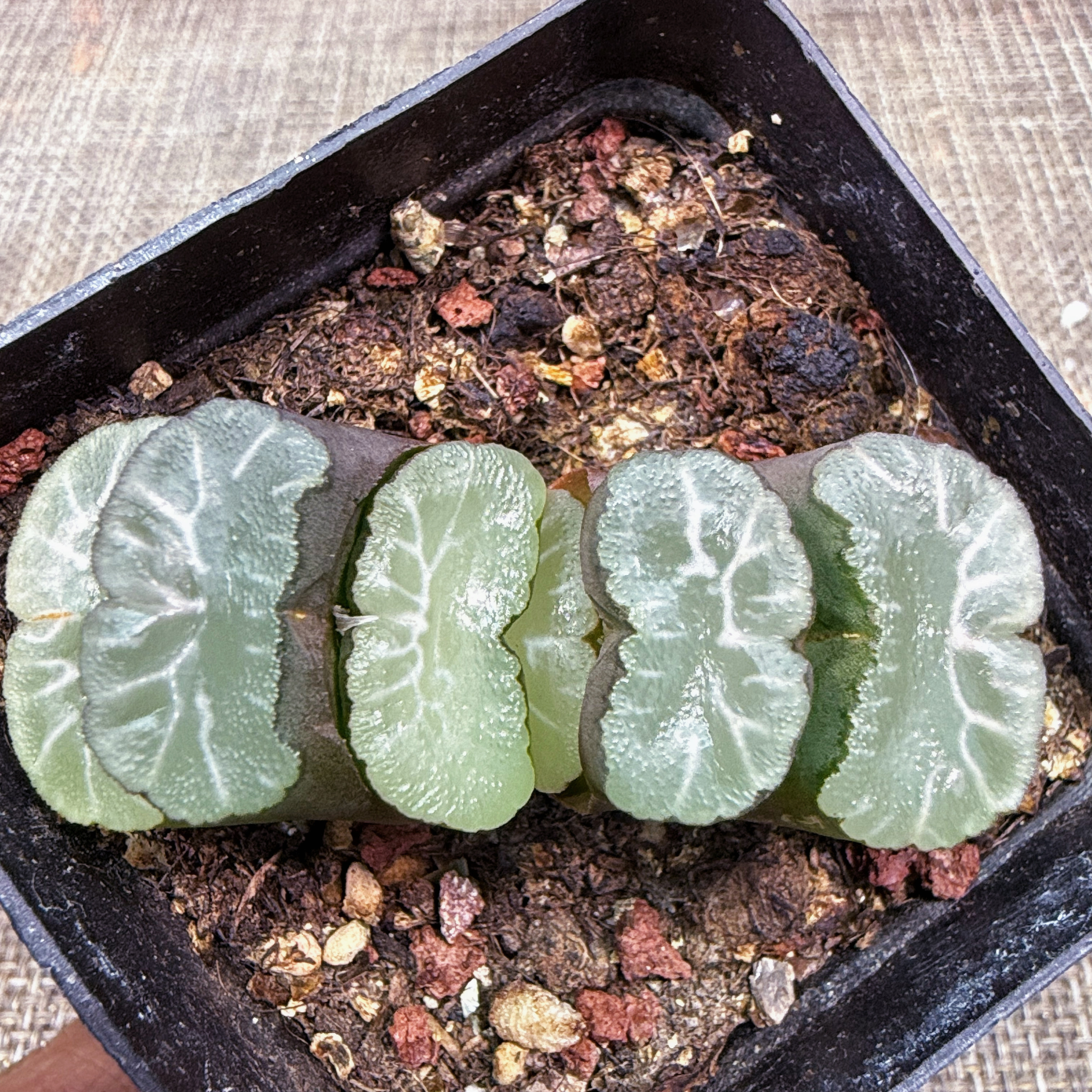 玉扇万象 白妙雪国白亚电影白瓷 玉露十二卷多肉植物