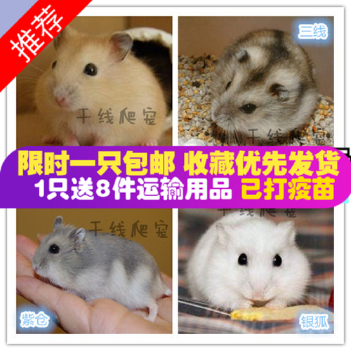 宠物长毛米熊小仓鼠活物金丝熊活体情侣三线纯银狐布丁紫仓送盒子