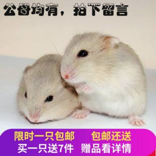 仓鼠活体奶茶图片素材