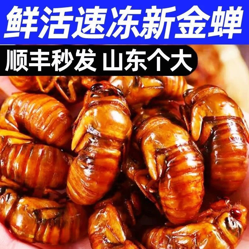 知了猴2026大号野生现抓当季其它生肉制品