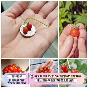 【种子】传家宝种子 迷你野生醋栗番茄 墨西哥小番茄
