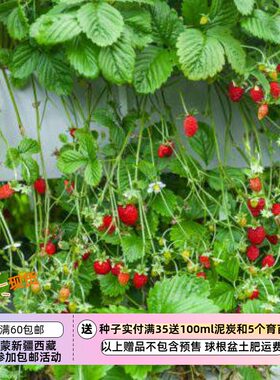 可食用高山攀援草莓圣诞树