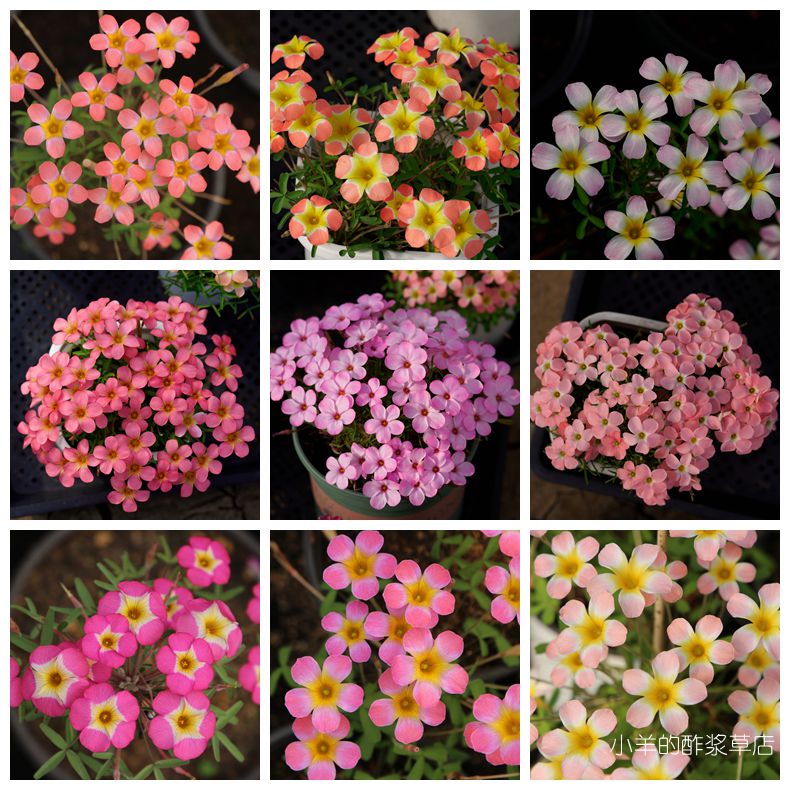 疯狂的小羊爆花早花酢浆草