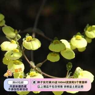 【种子】矮生木本亚灌木 裸茎蒲包花 浅柠檬黄色 5粒 (难度高)
