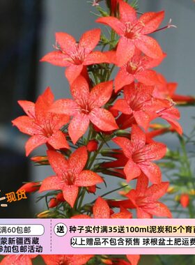 【种子】两年生至多年生 红花红杉花 10粒