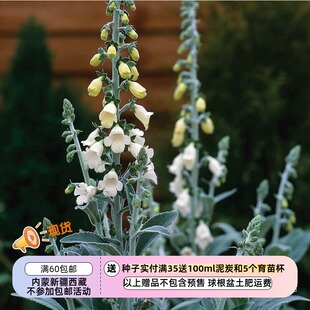 【种子】白色花朵为常态 也可能开粉色花朵 毛地黄 银狐 10粒