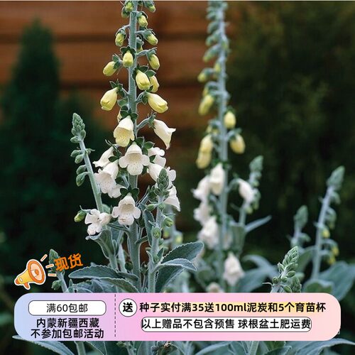 【种子】白色花朵为常态 也可能开粉色花朵 毛地黄 银狐 10粒