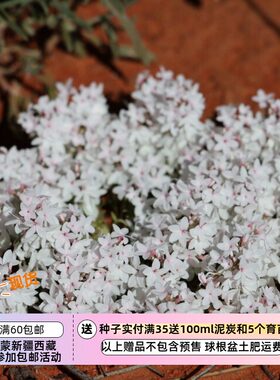 【种子】多年生 卫矛科常绿蔓生铺地小灌木 总序麦氏木 雪毯 10粒