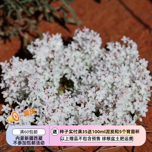 【种子】多年生 卫矛科常绿蔓生铺地小灌木 总序麦氏木 雪毯 10粒