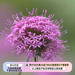 【种子】多年生 优-秀的匍匐地被植物 长柱茜草 香花球 10粒