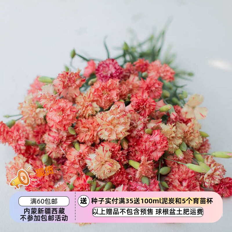 疯狂的小羊橙色果子露康乃馨图片