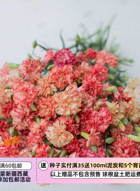 疯狂的小羊橙色果子露康乃馨