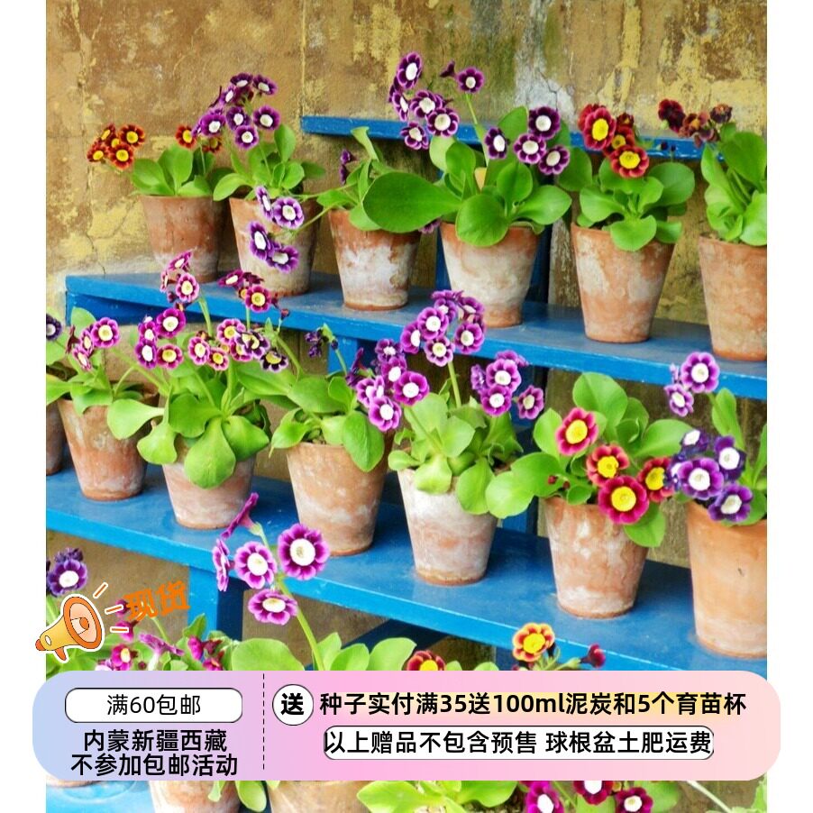 【种子】 报春花科 耳廓报春  万花筒 混色 10粒