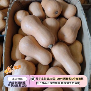 【种子】少量新品小众 杂交选育 贝克尔斯支流胡桃南瓜 3粒