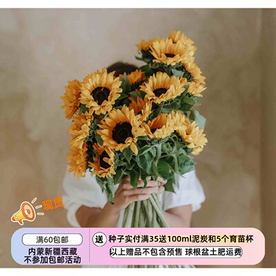 疯狂的小羊夏季耐热向日葵