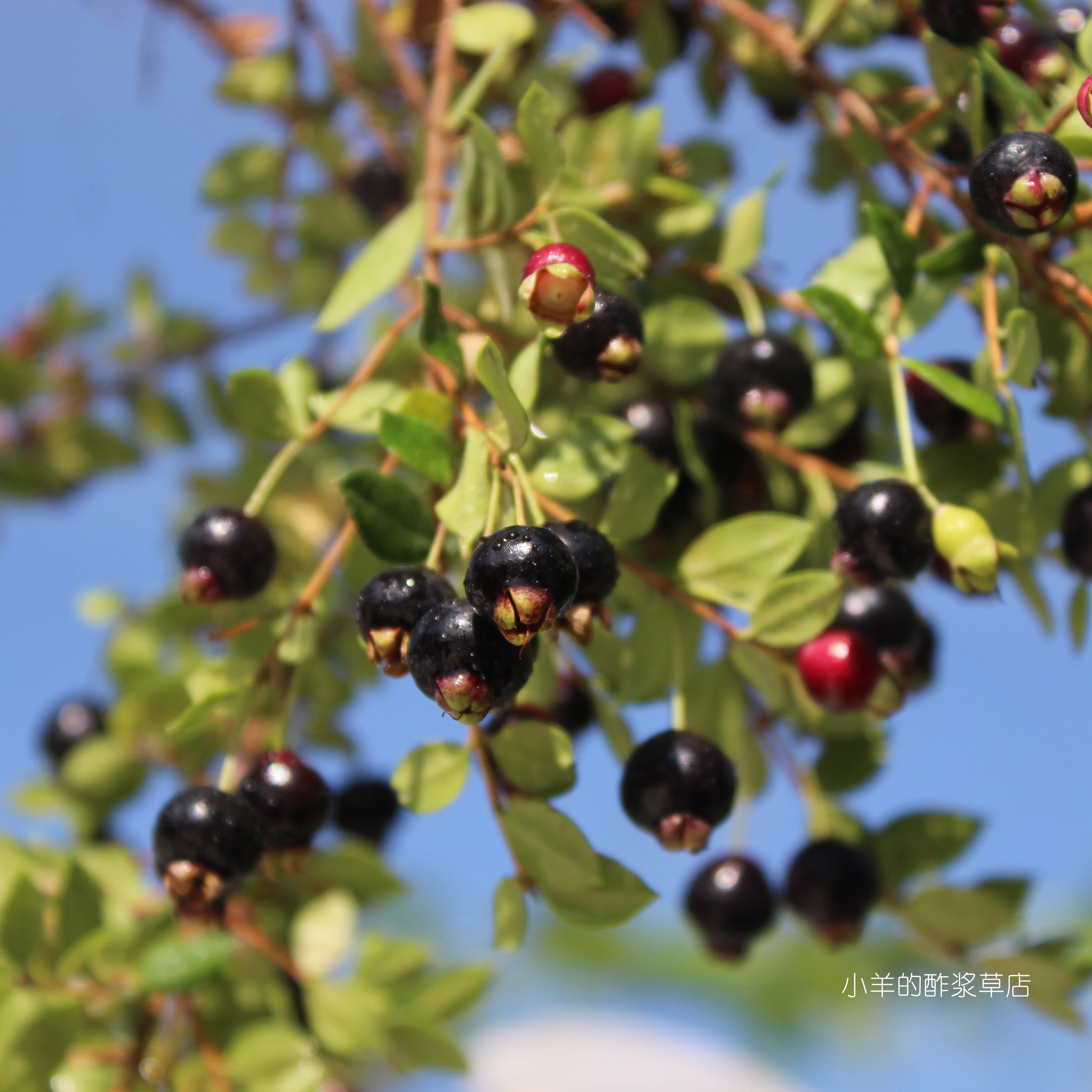 【种子】多年生 桃金娘科 阿瑞安树 智利香桃木 5粒,鲜花速递/花卉仿真/绿植园艺,家庭园艺种子,淘宝优惠券,粉丝福利购,淘宝优惠卷