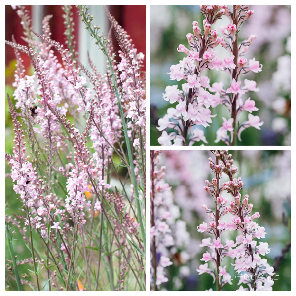 疯狂的小羊微风浅粉色柳穿鱼