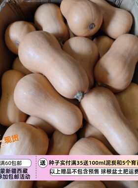 【种子】少量新品小众 杂交选育 贝克尔斯支流胡桃南瓜 3粒
