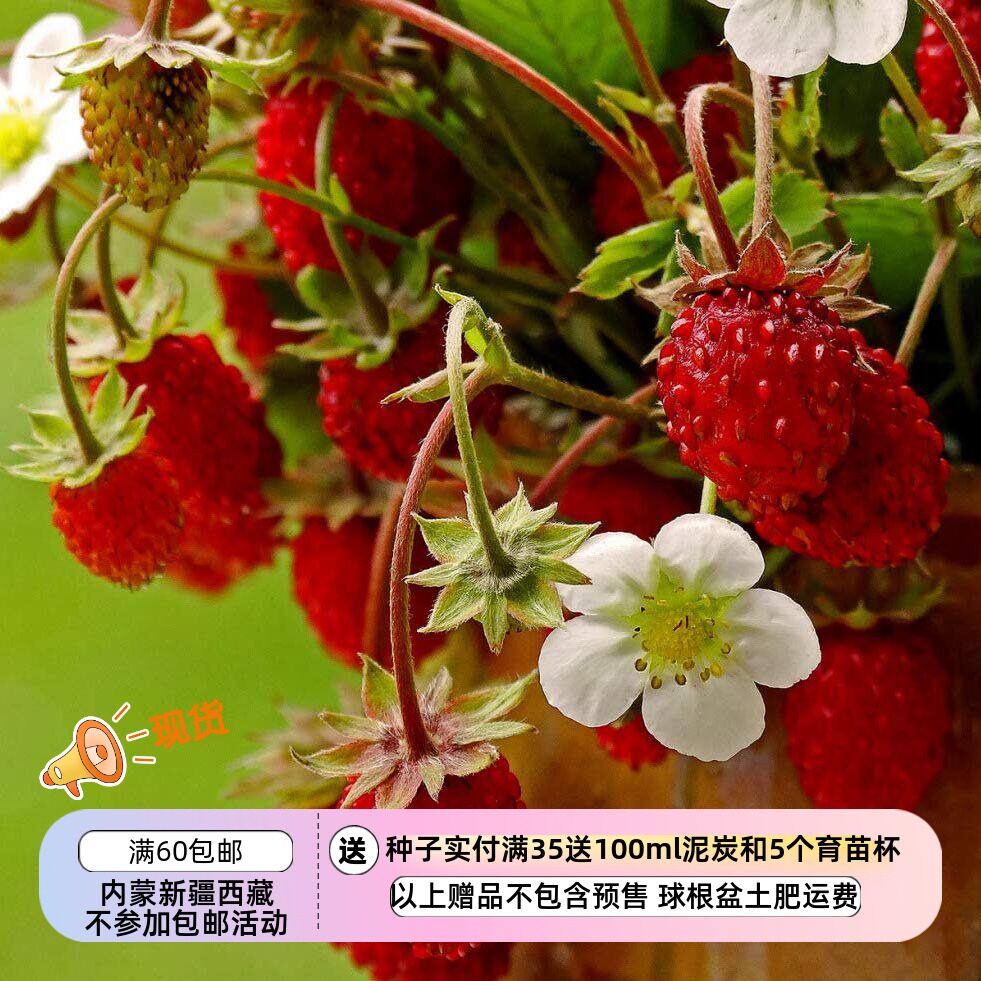 【种子】多年生  意大利攀援高山草莓  萨提亚  10粒