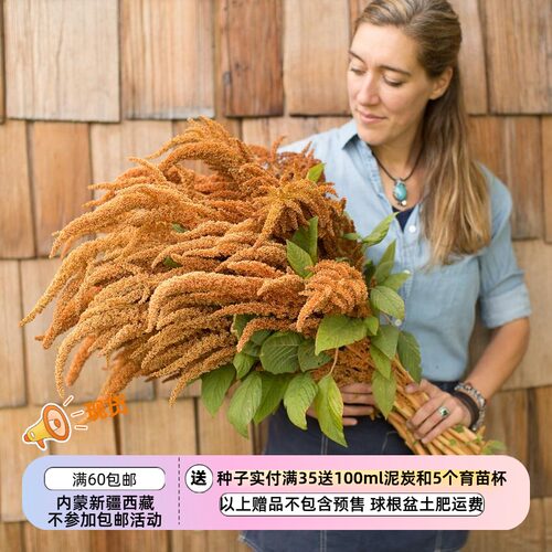 种子热松饼种子装饰切花