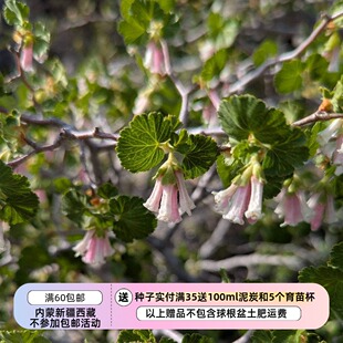 【种子】多年生 小灌木 醋栗 蜡茶藨子 10粒