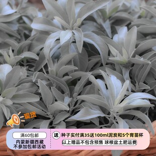 【种子】 香草 唇形科 灌木鼠尾草 加州白色鼠尾草 5粒