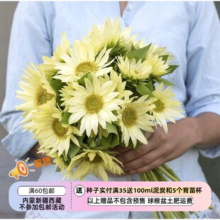 【种子】 夏季耐热 新手友好   高杆分枝多头向日葵 杰德 5粒