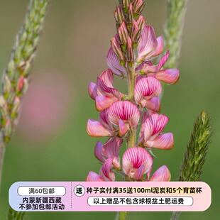 【种子】多年生豆科 野花 花期长 可做切花 红豆草 5粒